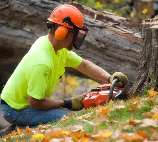 tree services Fort Lee